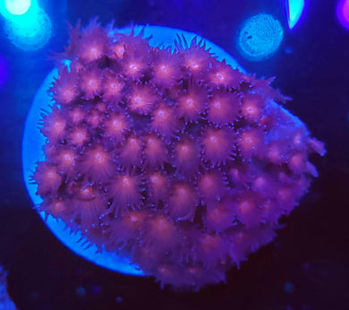 Pink/Red Goni