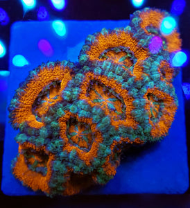 Ice Fire Acan Disk