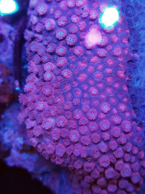 Pink Goni frag