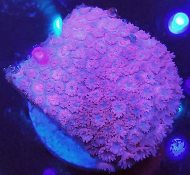 Pink Goni