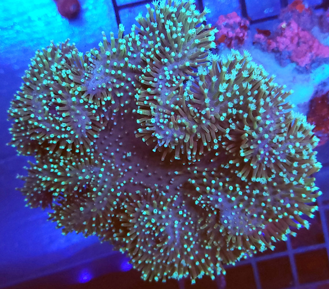 XXL Long Polyp Toadstool Leather