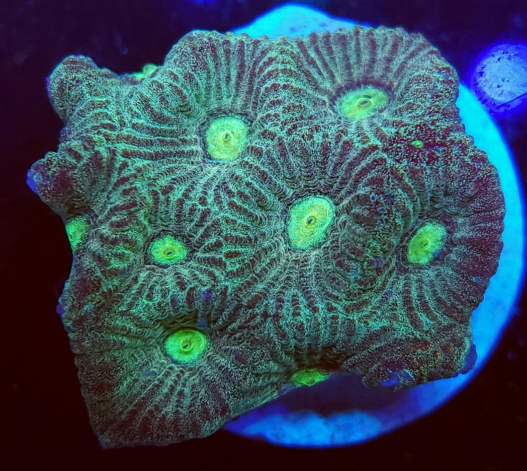 Blue War Coral Favites