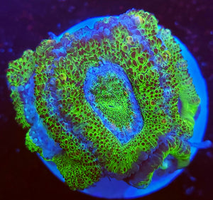 Alligator Skin Acans
