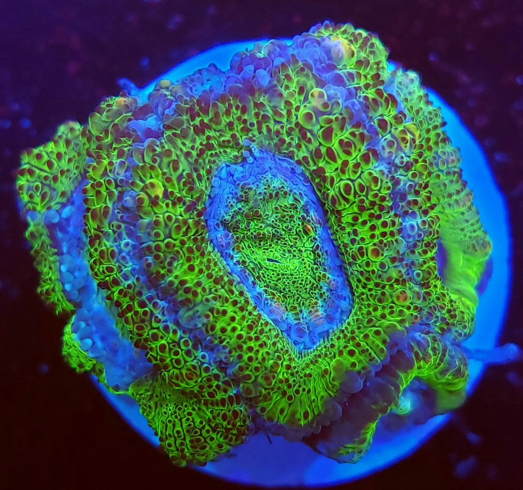 Alligator Skin Acans