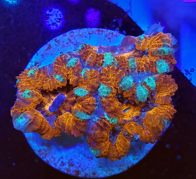 Peppermint Acans