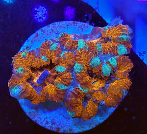 Peppermint Acans