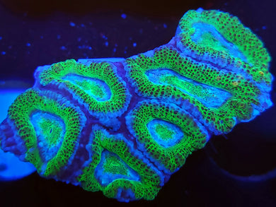 Alligator Skin Acan Chunk