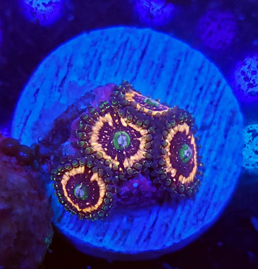 Pink Zipper Zoas