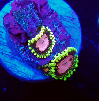 Pink Diamond Zoas