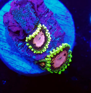 Pink Diamond Zoas