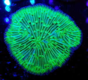 Neon Green Plate Coral