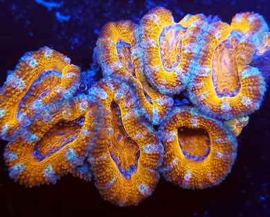 Peppermint Acan Chunk