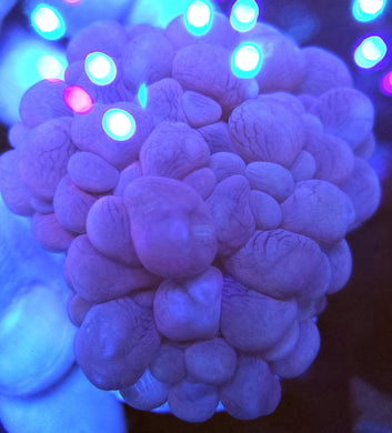 Pink Bubble Coral