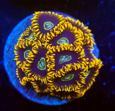 Rainbow Hornet Zoas