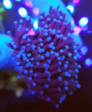 Pink Tip Purple Torch