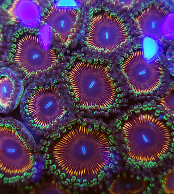 Pink Passion Zoa frag