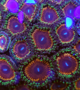 Pink Passion Zoa frag