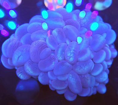 Pink Bubble Coral