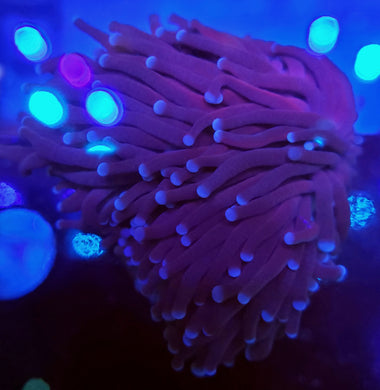 Pink Tip Purple Torch