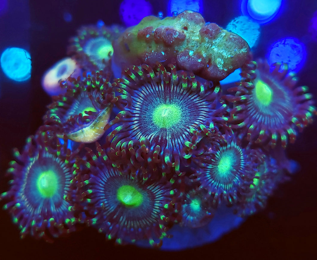 Sully Monster Zoas + Snake Polyp Combo