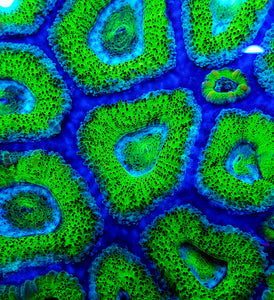 Alligator Skin Acan frag