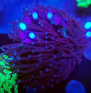 Pink Tip Purple Torch