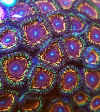 Pink Passion Zoa frag