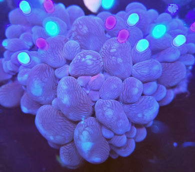Pink Bubble Coral