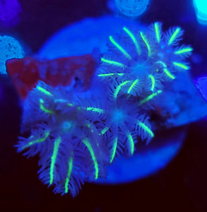 Liam's Clove Polyps