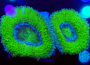 Alligator Skin Acans