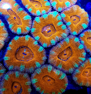Peppermint Acan frag