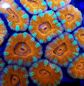 Peppermint Acan frag