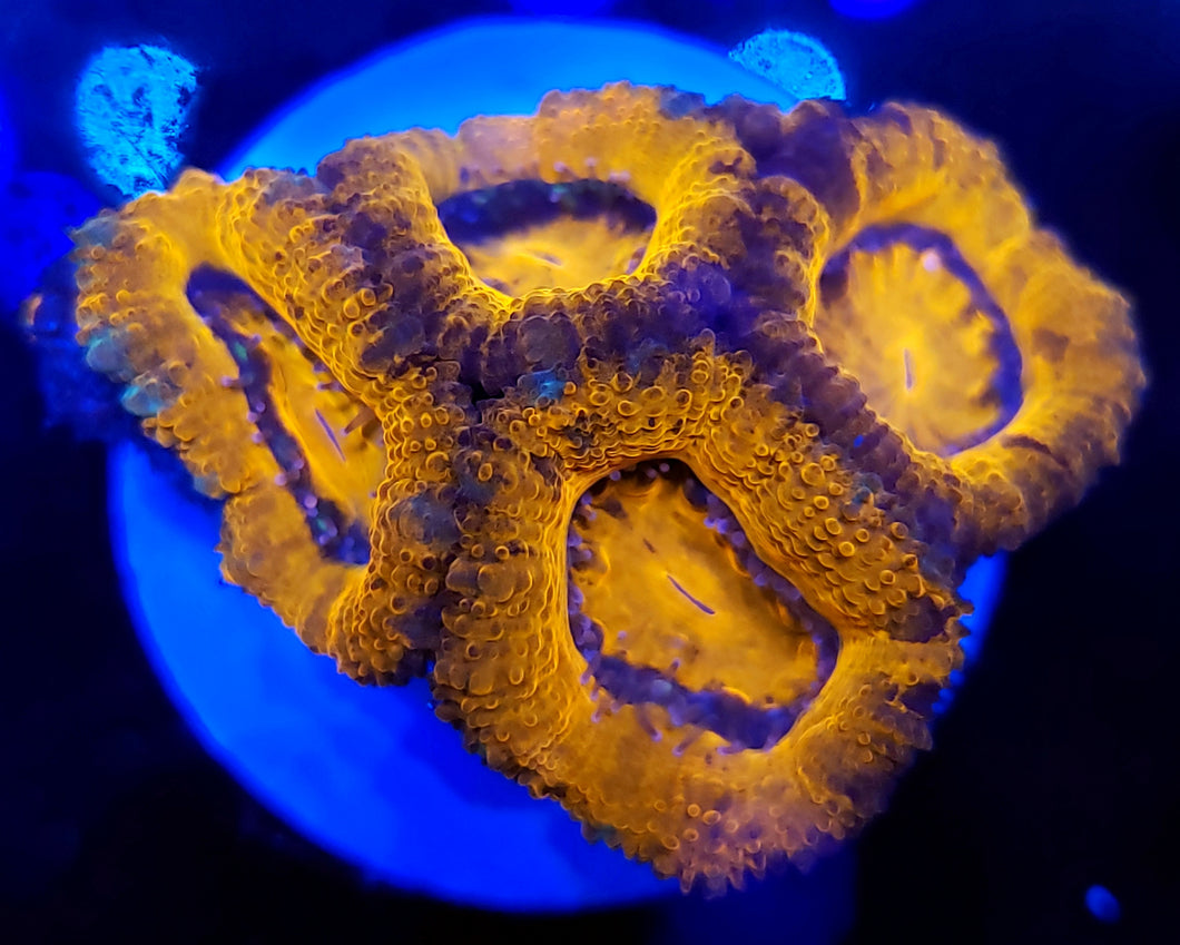 Ultra Red Acans