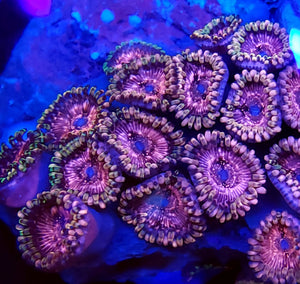 Pink Panties Zoa frag