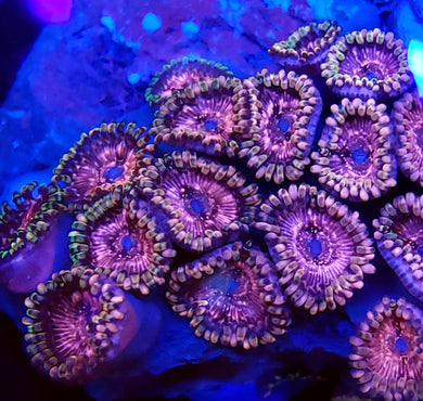 Pink Panties Zoa frag