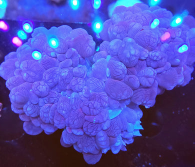Pink Bubble Coral