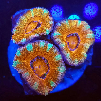 Peppermint Acans