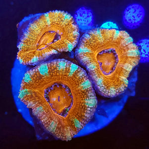 Peppermint Acans