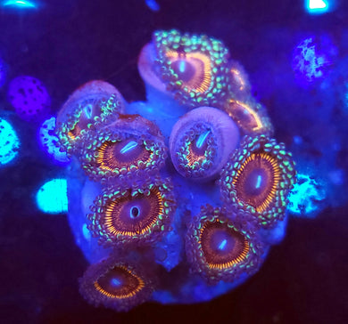 Pink Passion Zoas