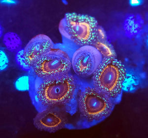 Pink Passion Zoas