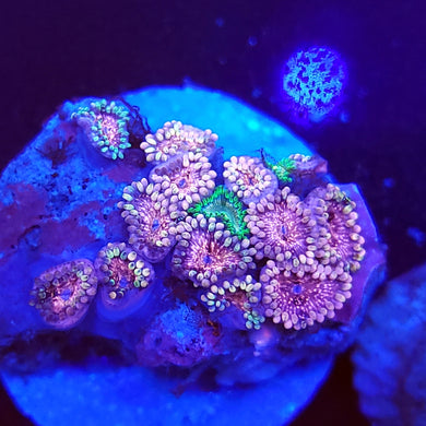 Pink Panties + Morph Zoa Combo