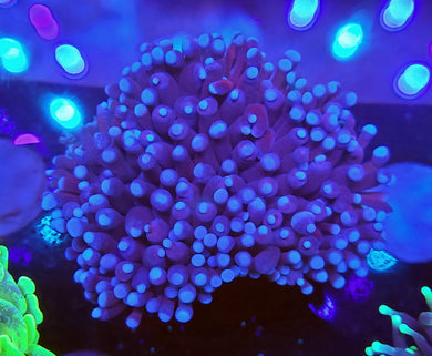 Pink Tip Purple Torch