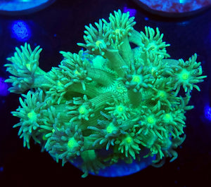Yellow Center Neon Goni