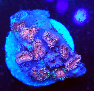 Pink Panties Zoas