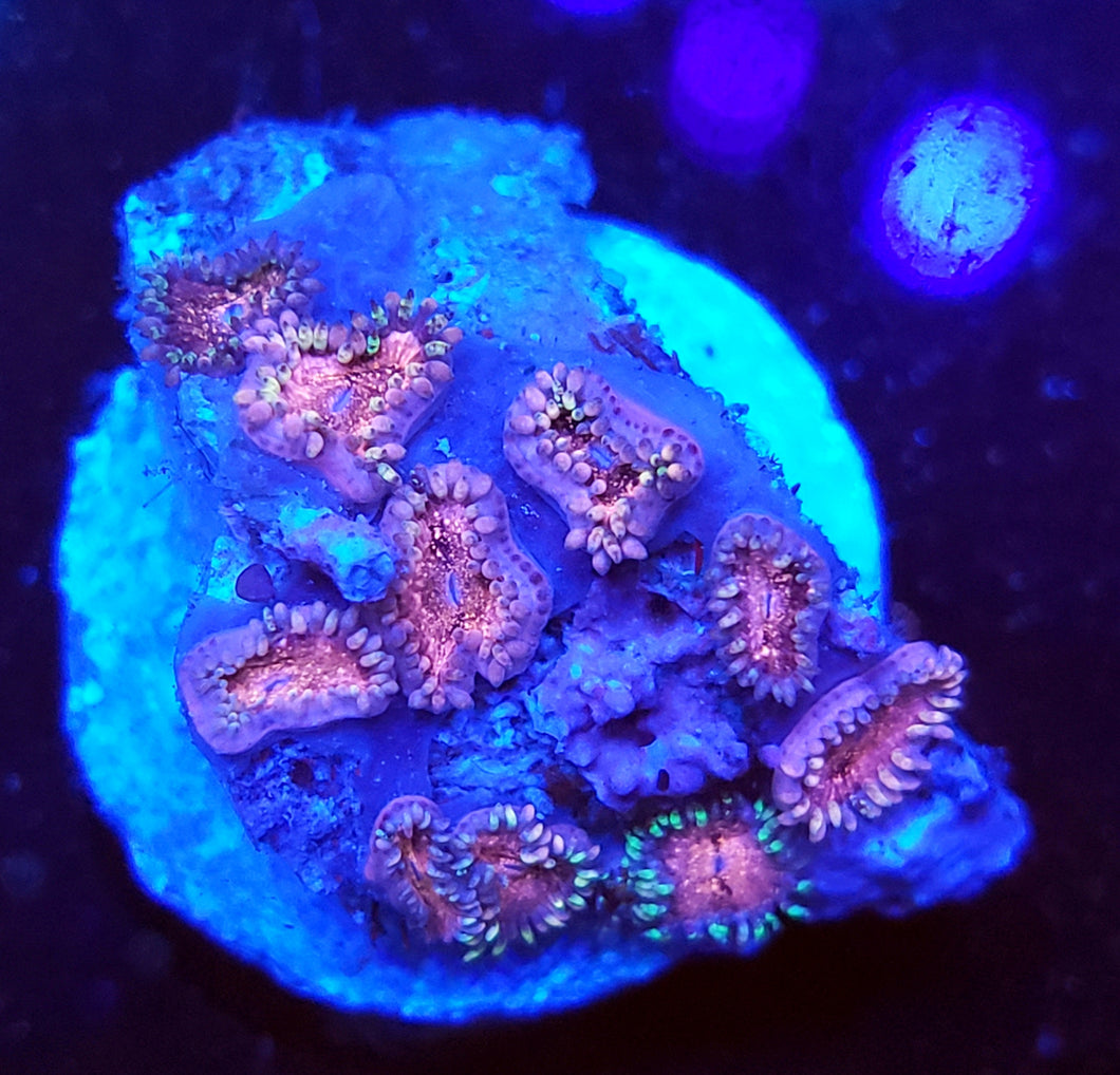 Pink Panties Zoas