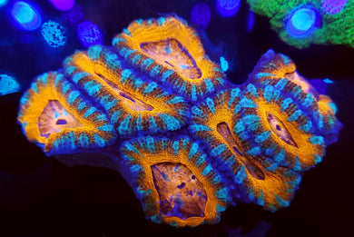 Peppermint Swirls Acan Chunk
