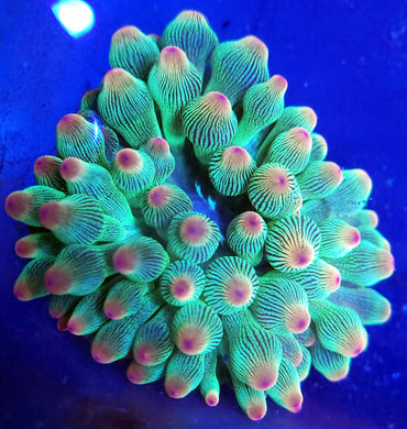 Pink Tip Green Streak Bubbletip Anemone