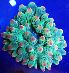 Pink Tip Green Streak Bubbletip Anemone