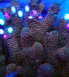 Persian Mille frag