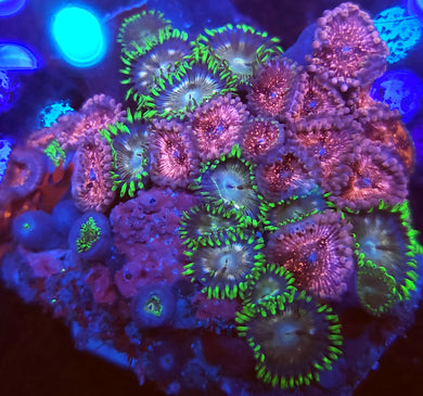 Pink Panties Zoa Combo Cluster